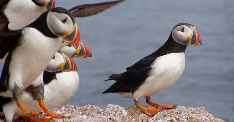Global warming threatens Atlantic puffin recovery in Maine » Yale Climate Connections - Yale Climate Connections